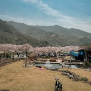 하동 십리벚꽃길 대형 카페 벚꽃길과 녹차밭이 눈앞에 펼쳐지는 더로드101