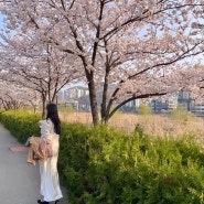 [벚꽃맛집] 매년 봄마다 다녀오는 4월 경기도 벚꽃길 알려드릴게요🌸
