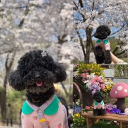 인천대공원 벚꽃명소 애견동반 벚꽃놀이 벚꽃피크닉 즐겼지