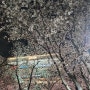 수성못 분수쇼 보러 갔지만 벚꽃 구경만 하다 온 날