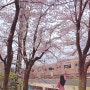 고양 가볼만한곳 벚꽃 명소 성라공원 실시간 벚꽃 피크닉 및 주차