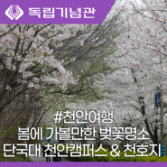 봄에 가볼만한곳 벚꽃명소 단국대 천안캠퍼스 & 천호지 산책로