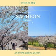 경남 사천 선진리성 벚꽃 명소 축제 주차 후기