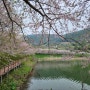 벚꽃 만개한 여수 돌산 #승월저수지