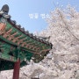 2024 서울 벚꽃 명소 올림픽공원 벚꽃 주차 꿀팁