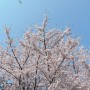 4월 일상 ~ 벚꽃엔딩