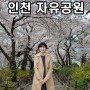 인천 자유공원 벚꽃 주차장 데이트코스 아름다운 곳