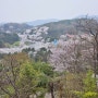 서울대공원 벚꽃나들이(테마가든&현대미술관전망대)
