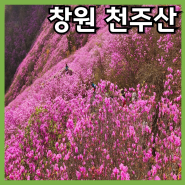 진달래 맛집 창원 천주산 등산 최단 코스 [투썸출발] 주차. 포토존