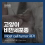 [SNC동물메디컬센터 CASE] 고양이 비만세포종 (Mast cell tumor, MCT) 제거 수술 케이스_연규덕 수의사