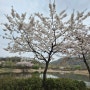 항동푸른수목원 벚꽃보며 힐링타임~ 가족나들이 산책하기 좋아요!
