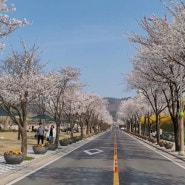 안성맞춤랜드로 벚꽃구경 가기