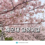 부산 벚꽃 명소 해운대 달맞이고개 부산 당일치기 벚꽃 여행 실시간