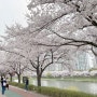 안산 벚꽃 명소 추천....안산 호수공원 무료 수상레포츠 체험