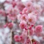 아름다운 겹벚꽃 명소로 유명한 충남 천안 가볼만한곳 각원사