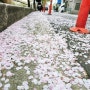 봄바람에 성북천 벚꽃엔딩