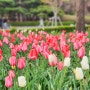 일산 호수공원 튤립 벚꽃 주차장 정보
