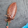 제주 갑오징어(Jeju Cuttlefish)의 모습 (with.삼봉에기 수박)