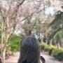 [2년 전 오늘] 양산 벚꽃 '황산공원' 불빛정원 및 벚꽃길