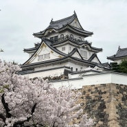 오사카 벚꽃 명소라는 기시와다성 가보기