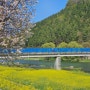 2024 청도군 유채꽃밭 파랑새다리밑 봄풍경(4월 9일)