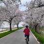 만경강자전거길 벚꽃라이딩