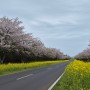 제주 유채꽃 벚꽃 명소 녹산로, SK 이터닉스 풍력발전소