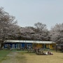 (240406) 벚꽃 캠핑 애견캠핑장 장박지에 놀러 가다