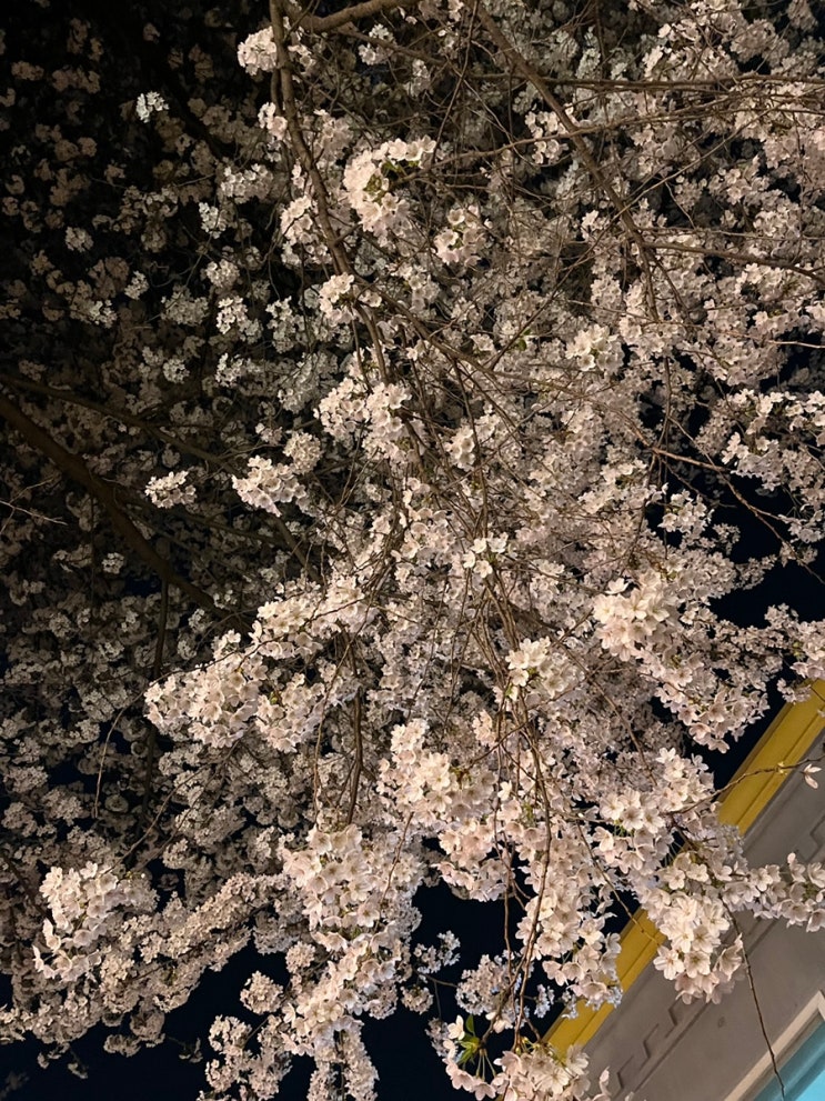 인천 벚꽃 명소 자유공원 벚꽃