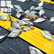 통영 풍화리 선외기낚시 흘림 감성돔 채비 살감시, 참돔시즌 시작전 손맛!!