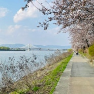 춘천 가볼만한곳 벚꽃명소 :: 공지천 주차 자전거대여소 오리배 조각공원 데이트