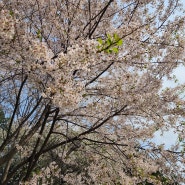 경기도 오산 등산 : 독산성 옆 양산봉 숨은 오산 벚꽃 명소 오색둘레길