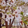[과천여행]과천 서울대공원 벚꽃구경!!🌸