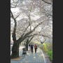 서울 윤중로벚꽃길 벚꽃·조팝나무