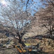 포천 프로방스 수목원 캠핑장 벚꽃캠 후기(A27, 연자방아)