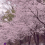 고양시드라이브 일산 벚꽃명소 및 가볼만한곳 추천