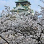 일본 2024 오사카 벚꽃 현황과 오사카성 꿀팁