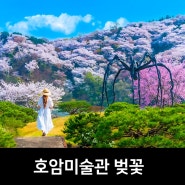 용인 벚꽃명소, 용인 호암미술관 용인 피크닉 용인 아이와 가볼만한곳