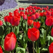 용인 에버랜드 튤립축제 산리오캐릭터즈 테마 튤립정원에서 추억 사진. 봄나들이 꽃 구경