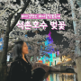 서울 잠실 석촌호수 벚꽃 야경 야간 명소 가볼만한곳 개화현황