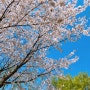 하남 벚꽃 꽃구경 가볼만한곳 꽃말예쁜꽃 나무고아원 4월 가기좋은 명소예요