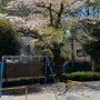 1日:: 지금은 도쿄 여행중 4월 날씨 옷차림 벚꽃