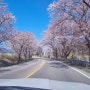 [2024. 4] 속초 양양 벚꽃여행