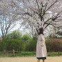 인천 봄나들이 인천대공원 벚꽃 명소 튤립 정문주차장 먹거리