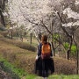 북한산 - 탕춘대 벚꽃정원 ~ 향로봉 서면 슬랩