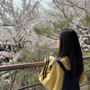 [화담숲] 4월 10일 화담숲 벚꽃 | 화담숲 수선화축제 후기