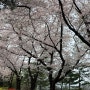 사진찍기 좋은 용인 동탄 벚꽃명소 코리아cc