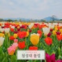 경주 첨성대 주차장 튤립 꽃구경 관광지 4월 여행지