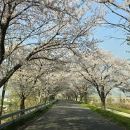 만경강 갈줄기 따라 펼처지는 아름다운 벚꽃 터널길...