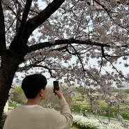 안양천 벚꽃놀이 1탄 : 행복가득 벚꽃 터널